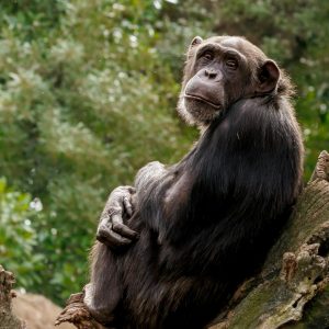Lire la suite à propos de l’article Femmes (extra)ordinaires, en hommage à Jane Goodall
